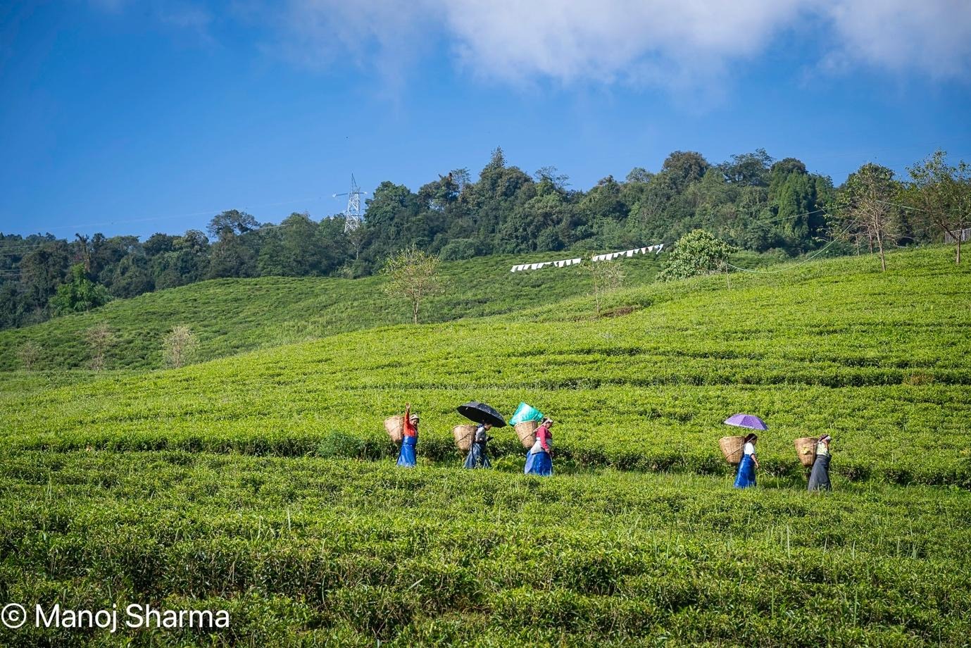 A group of people carrying umbrellas walking on a green fieldAI-generated content may be incorrect.