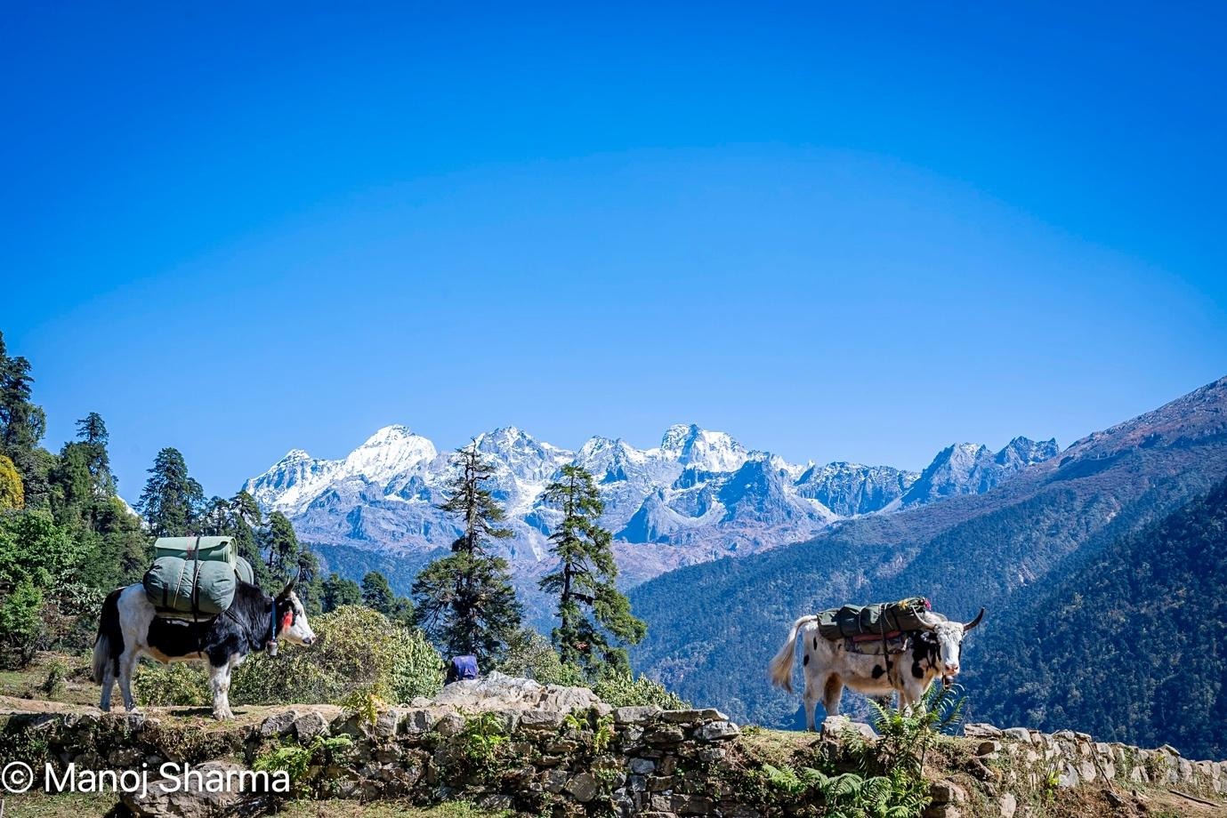 A group of cows on a mountainAI-generated content may be incorrect.