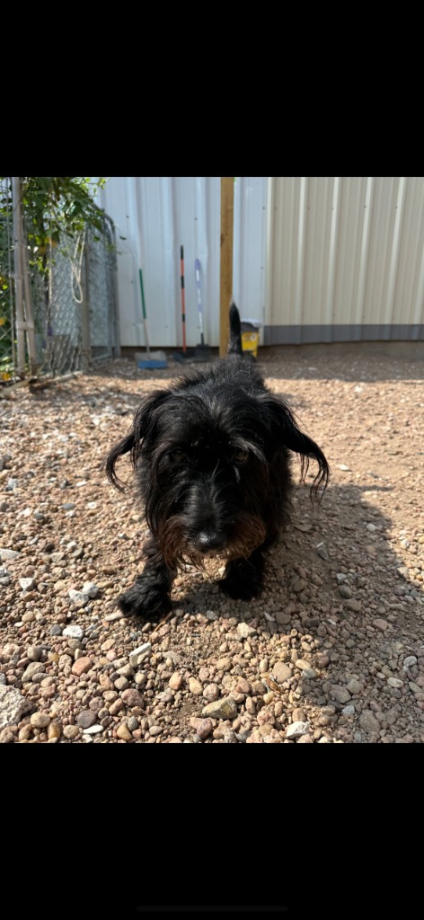 Millie - Image 1