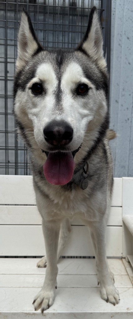 Husker - Image 1