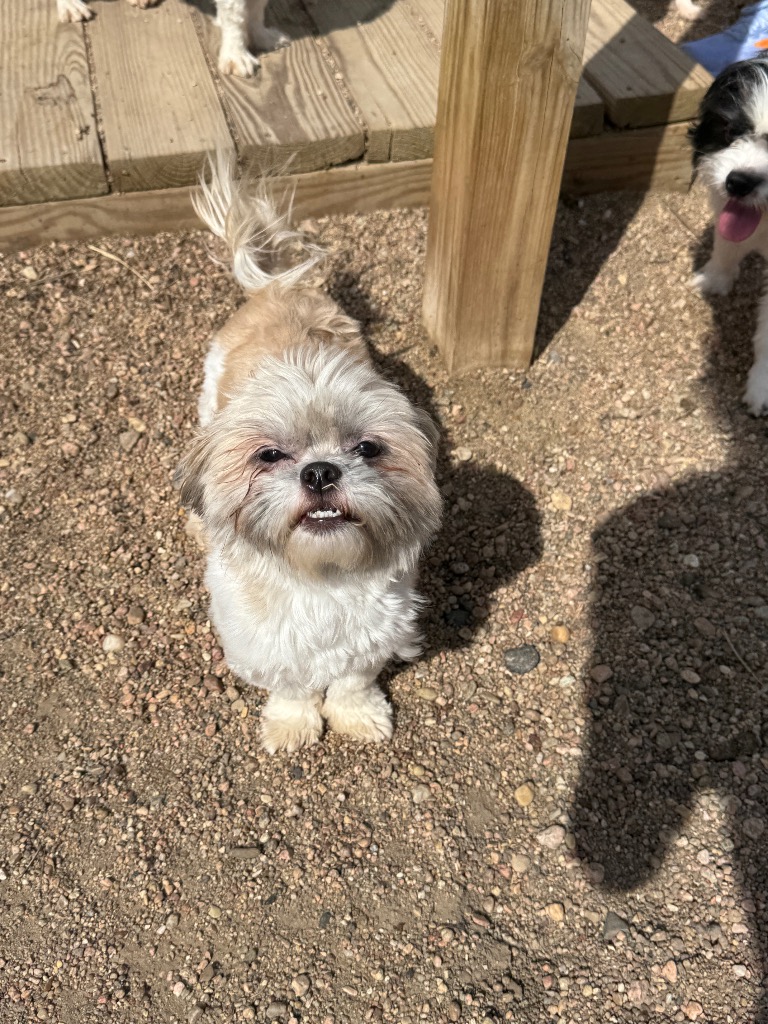 Animal Image
