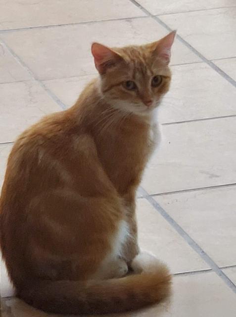 Animal Image