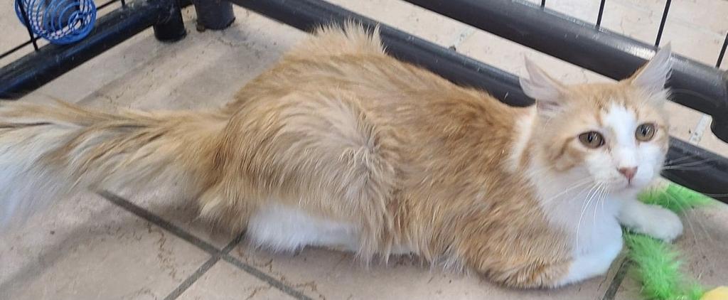 Animal Image