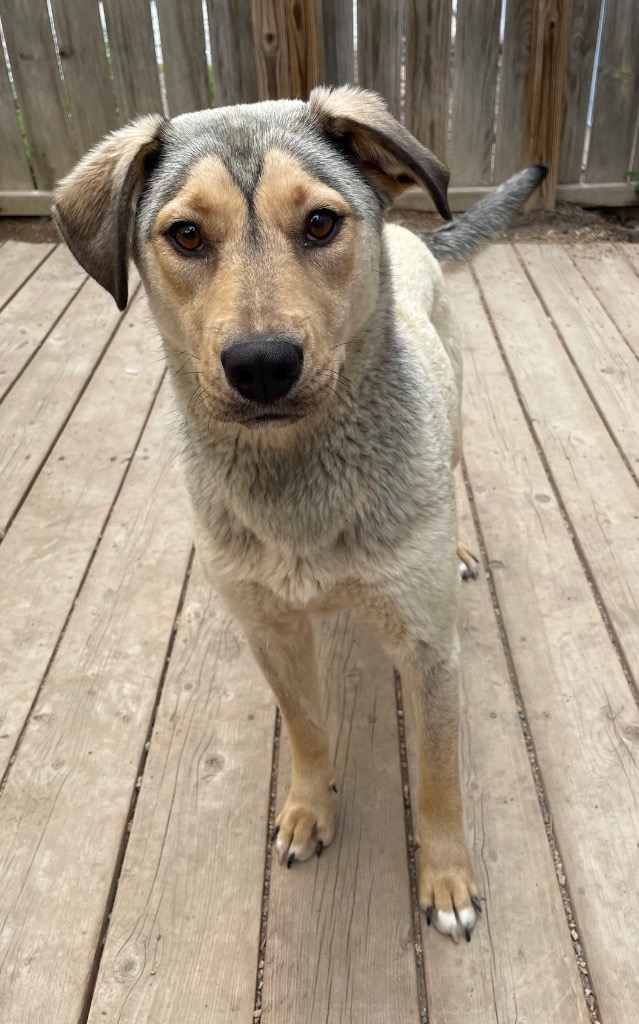 Animal Image