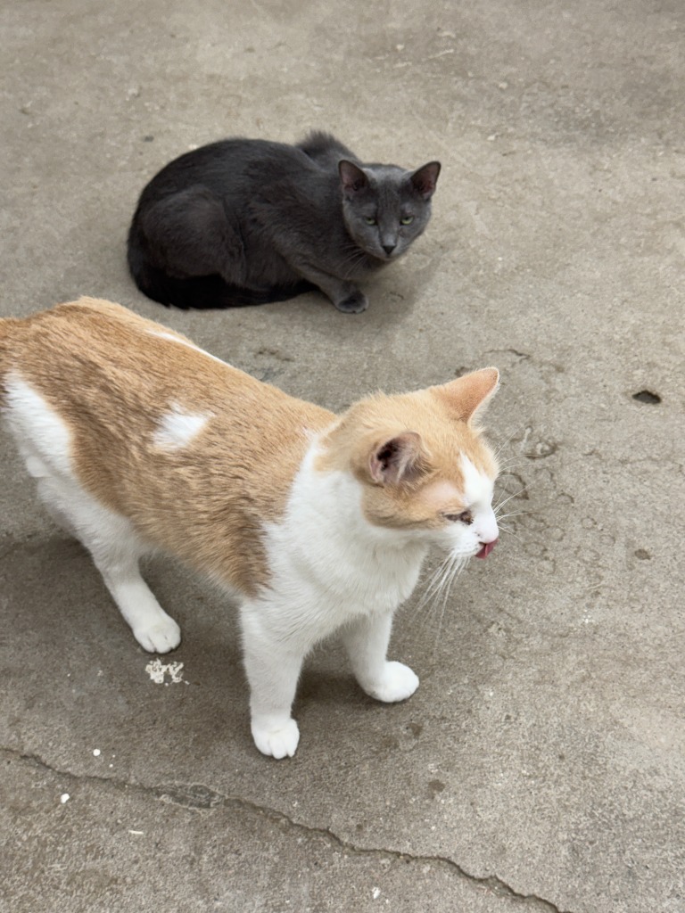 Animal Image