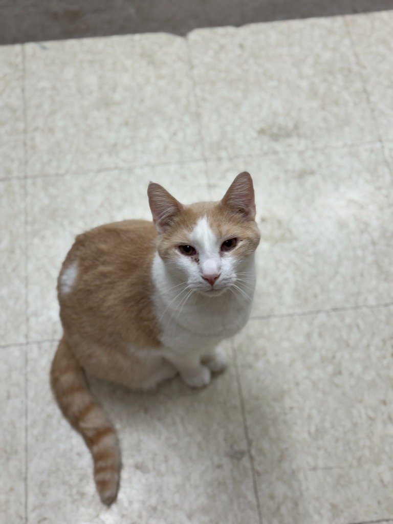 Animal Image