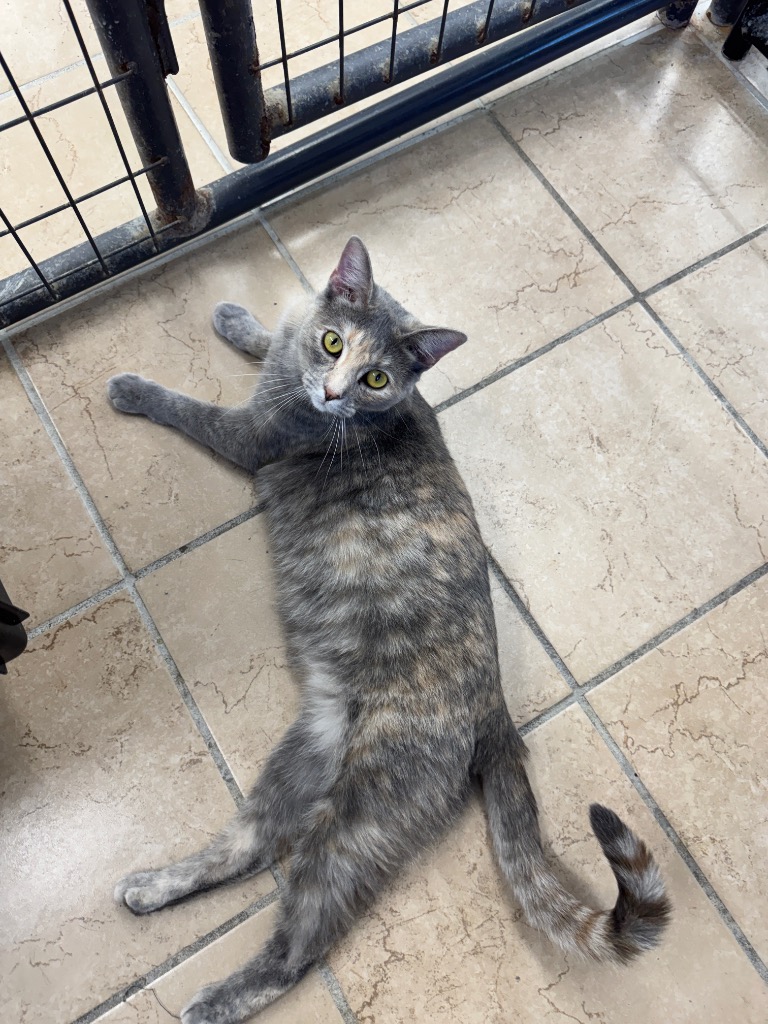 Animal Image
