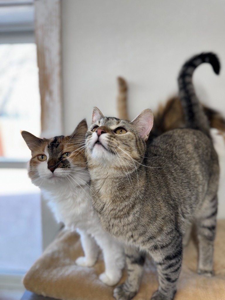 Animal Image