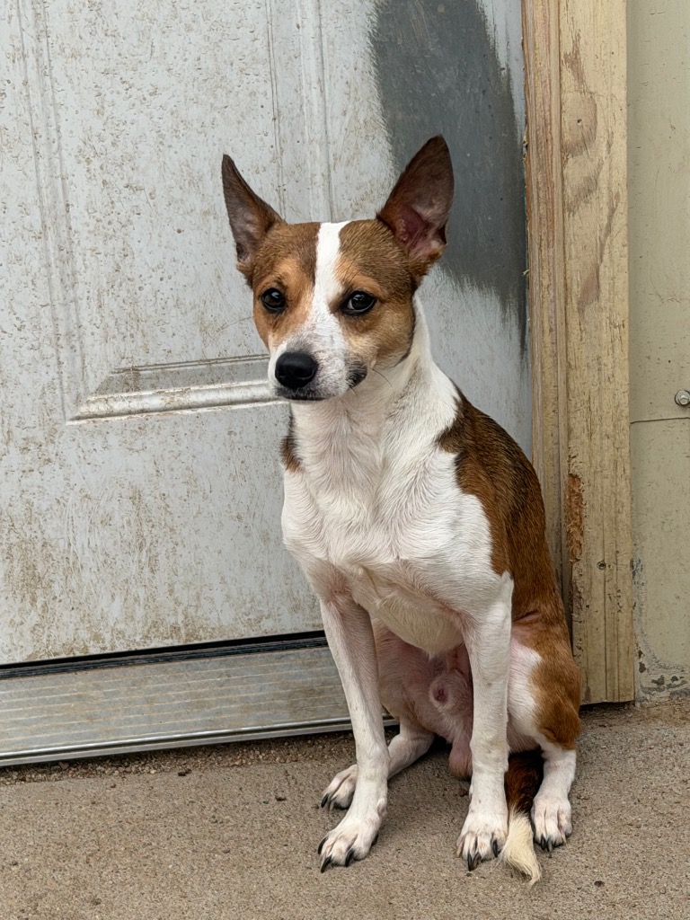 Animal Image