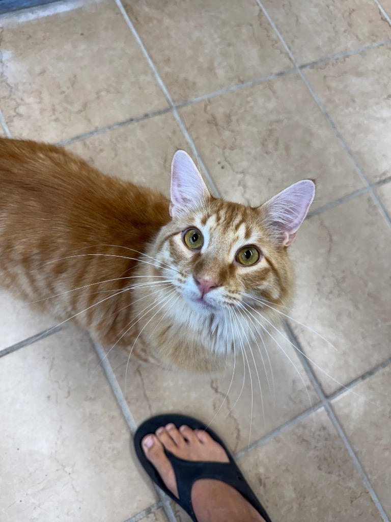 Animal Image