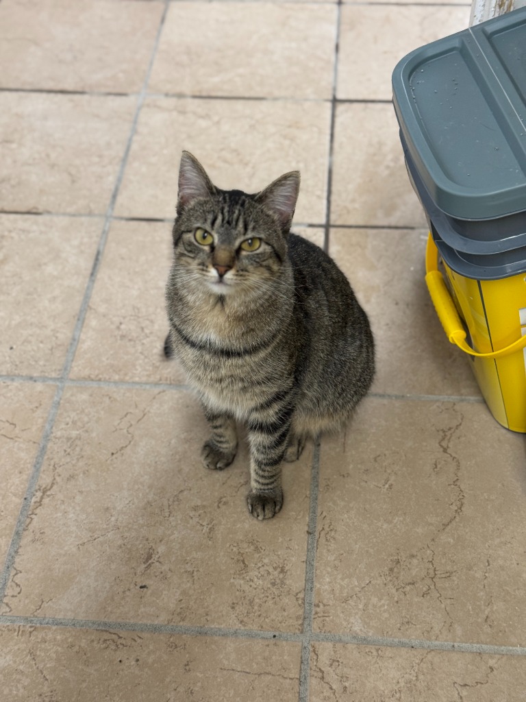 Animal Image