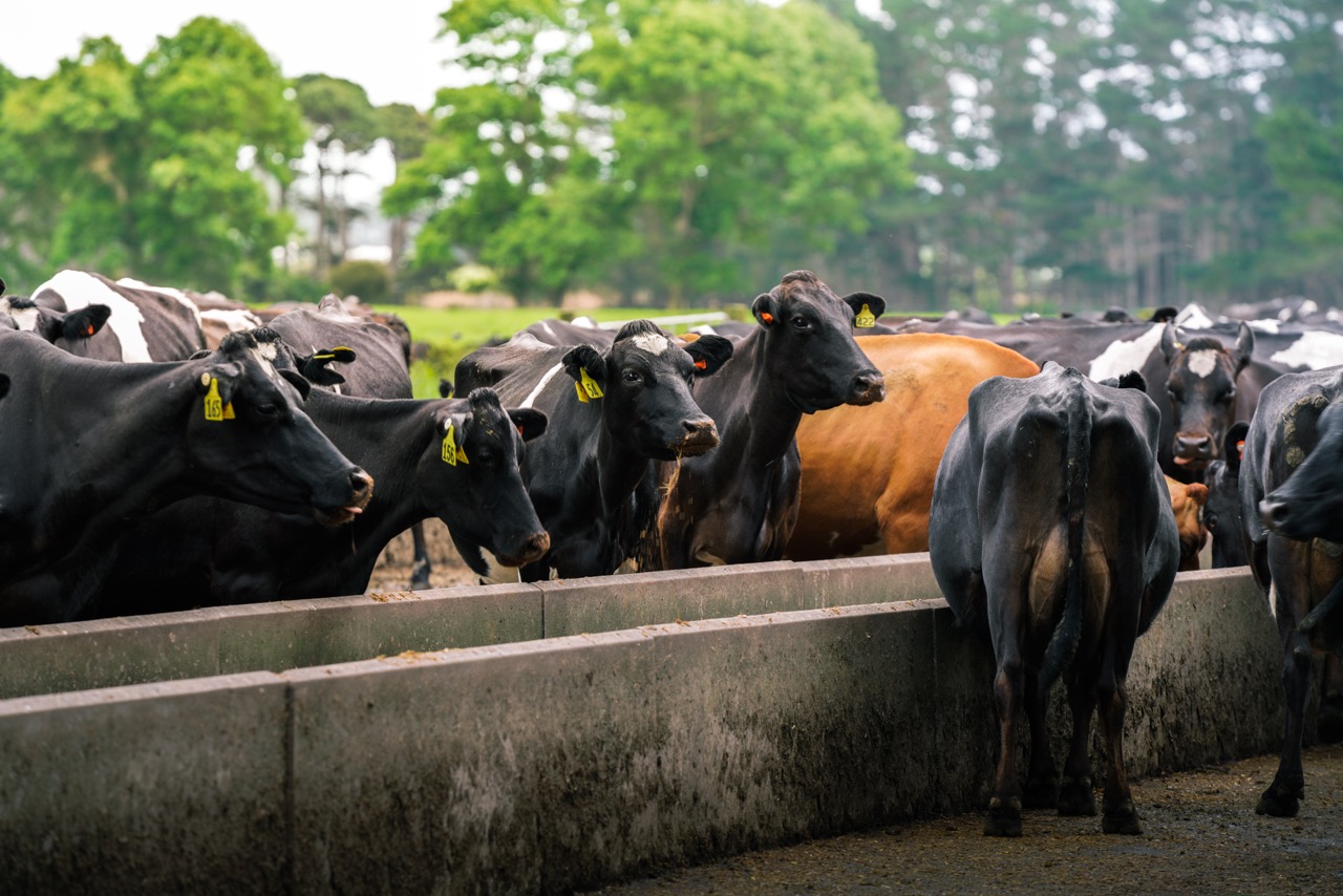 Cattle on New Zealand pasture