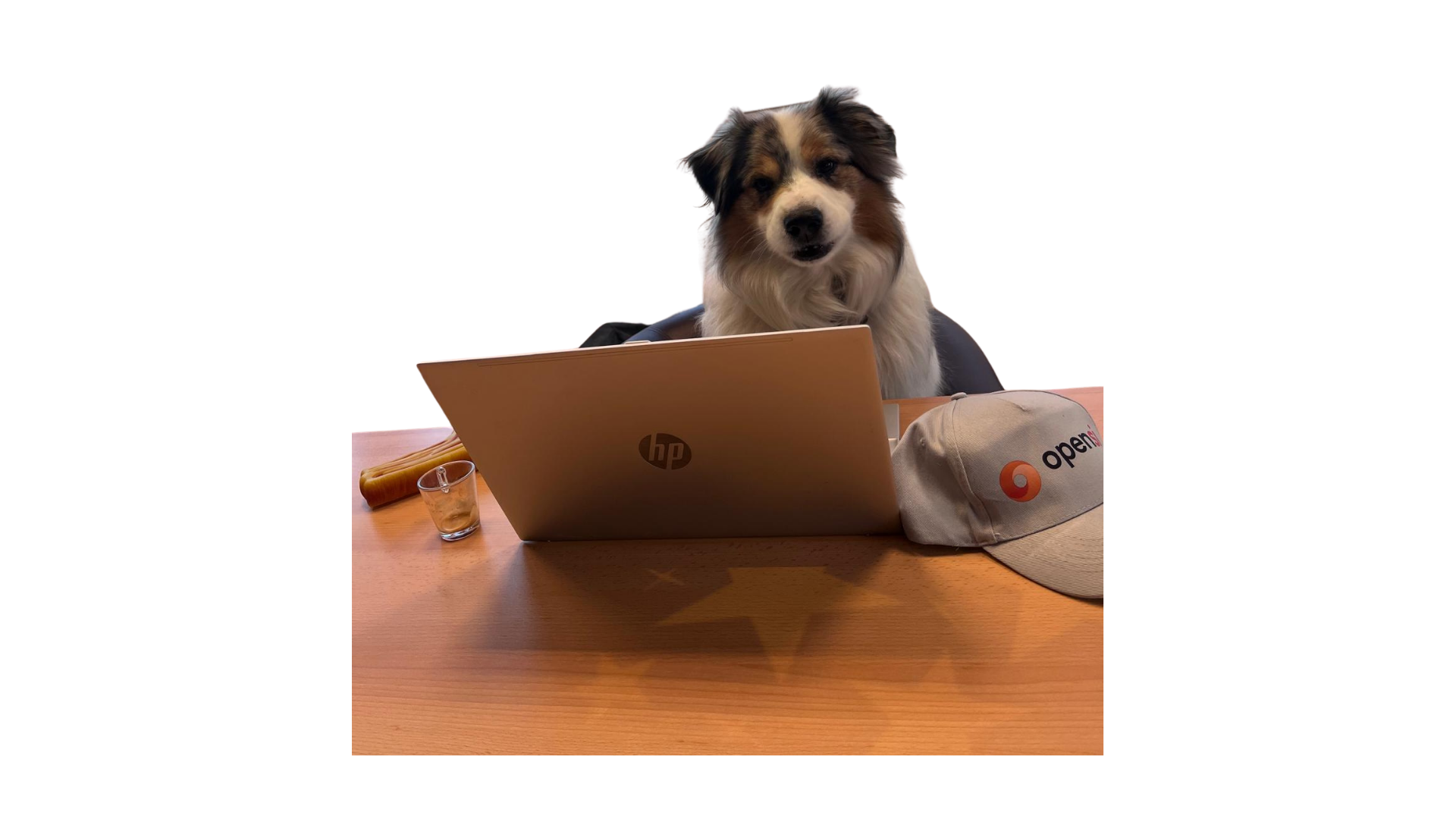 Chien assis à une table travaillant sur un ordinateur portable HP avec une casquette OpenAI à côté.