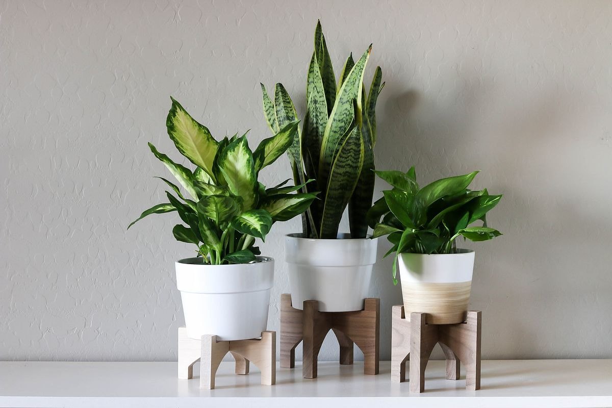 Three wooden plant stands of different heights holding potted houseplants.