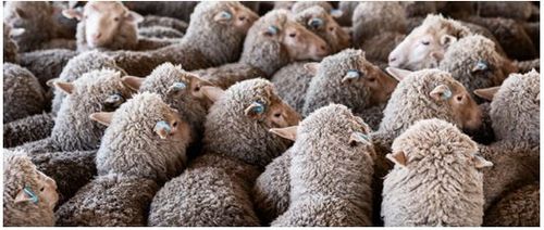 Hi-tech in Tullibigeal: get sheep and goat eID ready