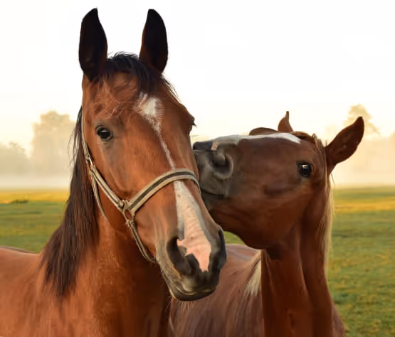 Катання на конях