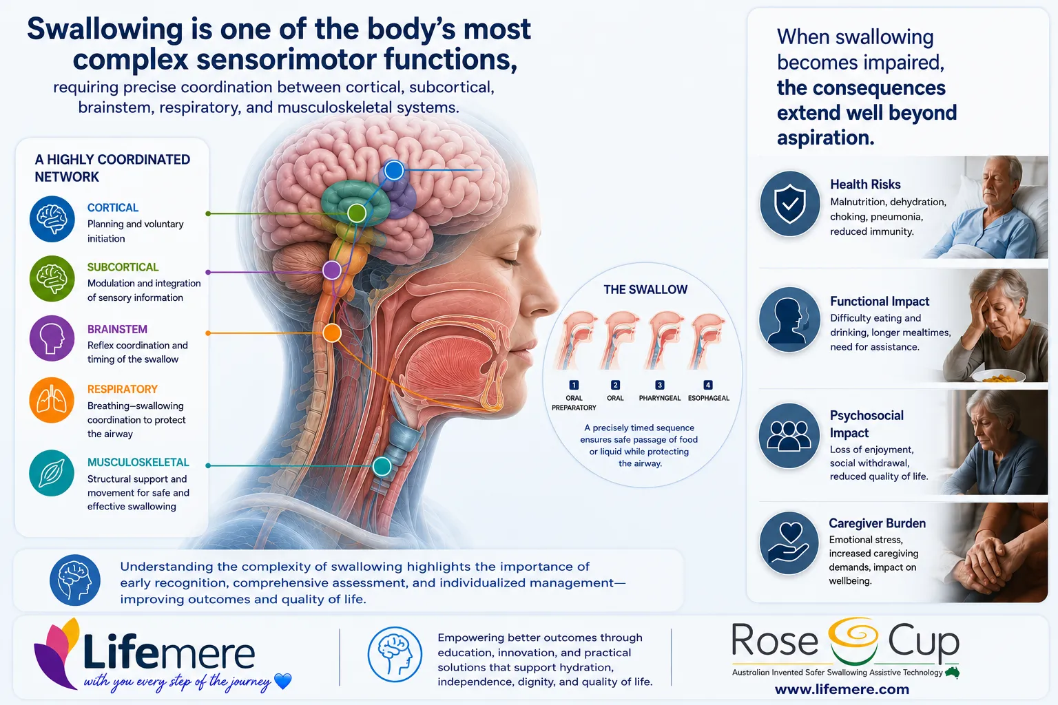 Infographic showing swallowing complexity & health risks.