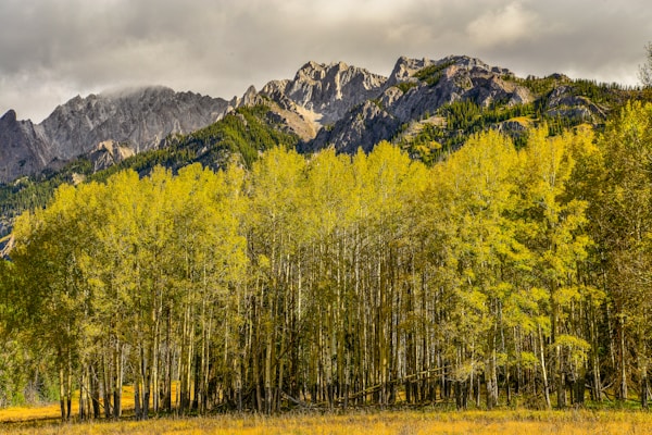 Autumn trees in Banff national park Canadian Rockies