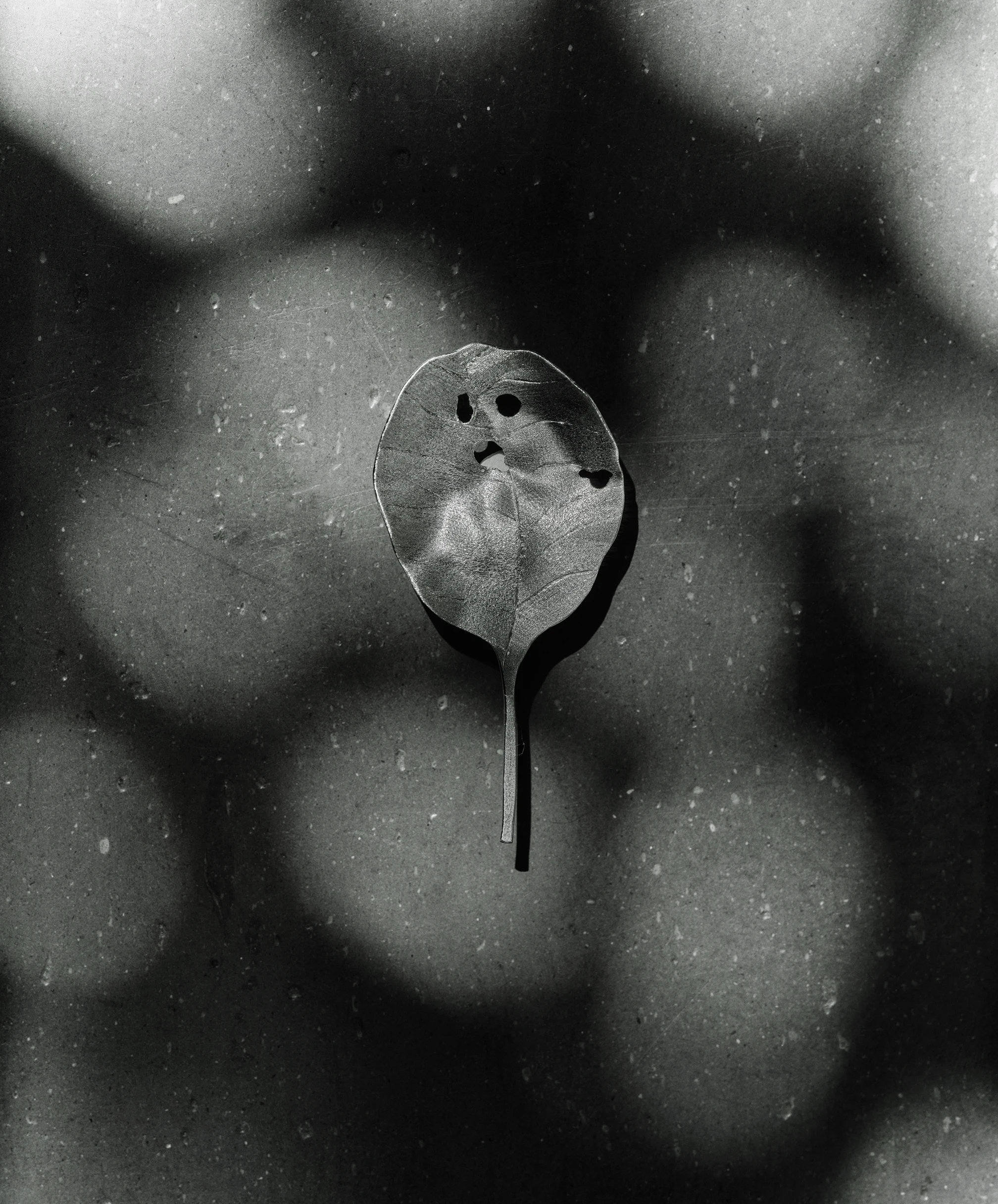 Smoke Tree Silver Brooch