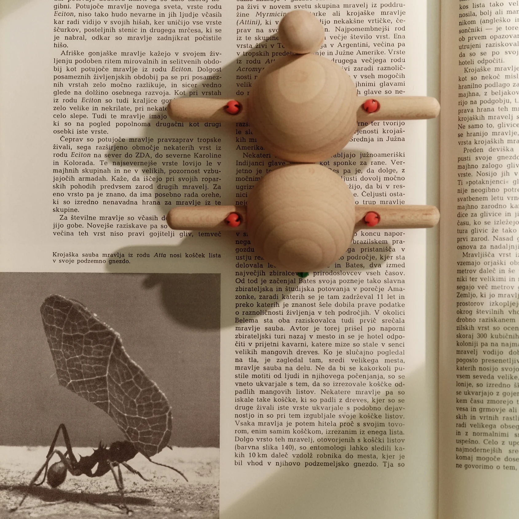 Odličnost, ki lahko (so)oblikuje slovensko identiteto