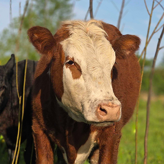Cash the Cow, DualEntry blog mascot author, standing in a pasture
