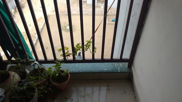 Tried using scare tape for pigeons – pic 1