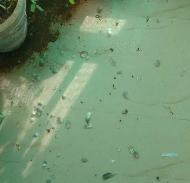 Mess created by pigeons outside my gallery window