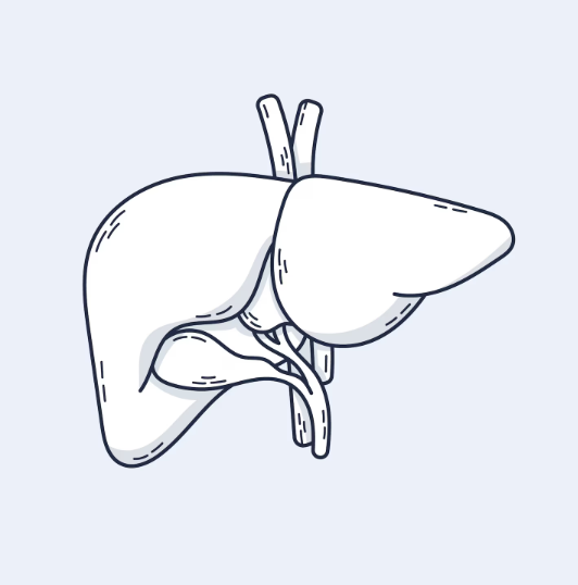 Lever orgaan getekend 