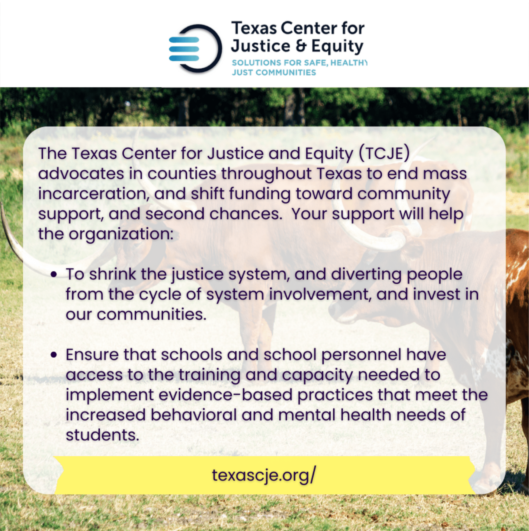 A cow is standing in front of a sign that says Texas Center for Justice and Equity.