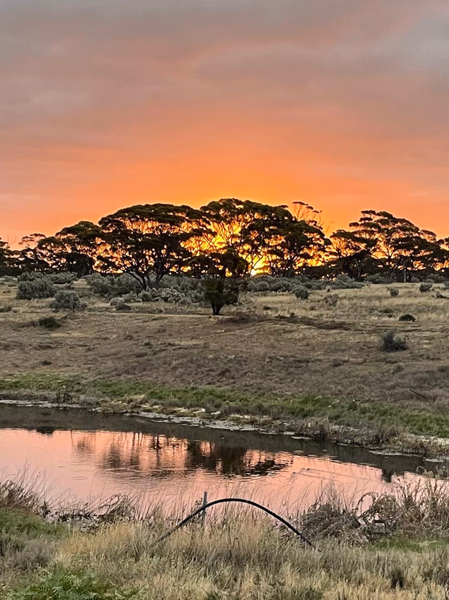 Sunset behind a grove of trees with an orange sky, dry grassy field in the foreground, and a small reflective pond.