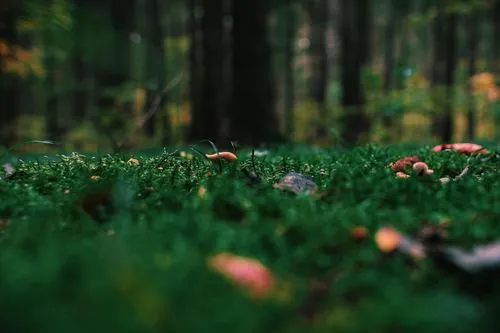 A group of mushrooms sitting on top of a lush green field.