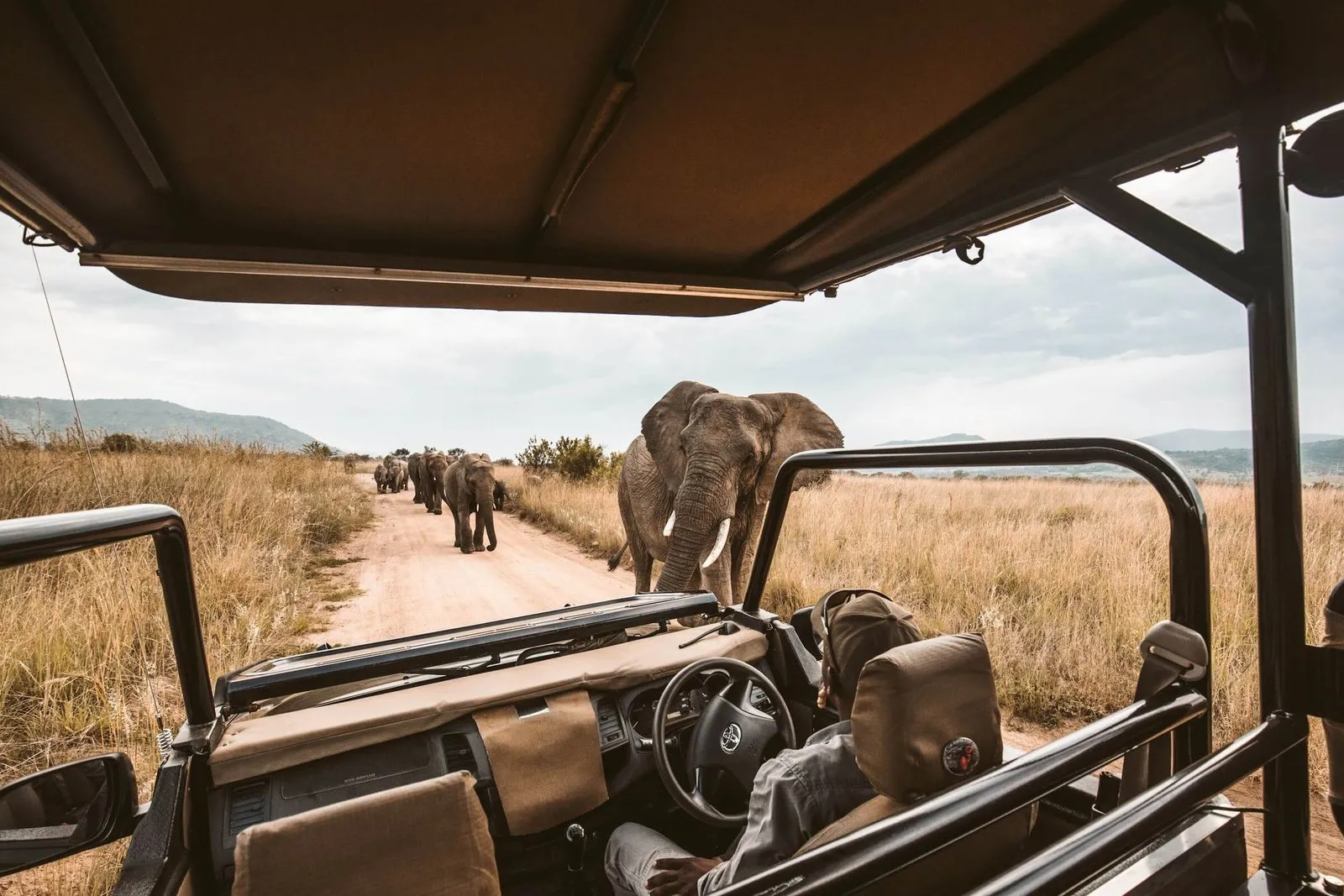 A group of elephants walking down a dirt road.