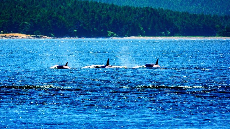 Plan the Ultimate Pacific Northwest Escape: Scimitar Ridge Ranch + San Juan Islands