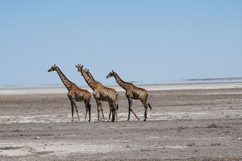 Giraffen im Etosha National Park Namibia.