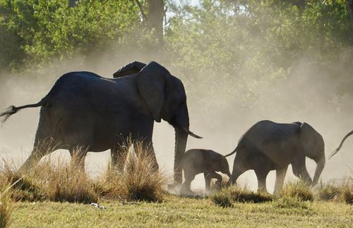 Elefantenfamilie in der Natur Botswanas