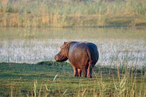 Nilpferd am Fluss von hinten