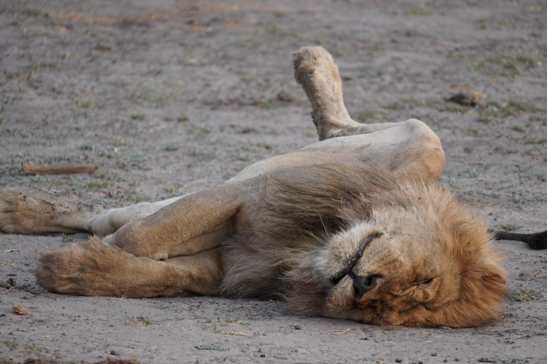 Ein Löwe der auf dem Rücken liegt in Zambia