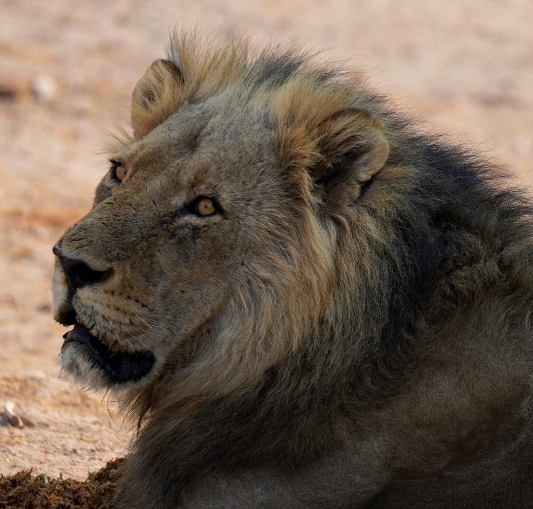 Ein Löwe in Zambia South Luangwa National Park 