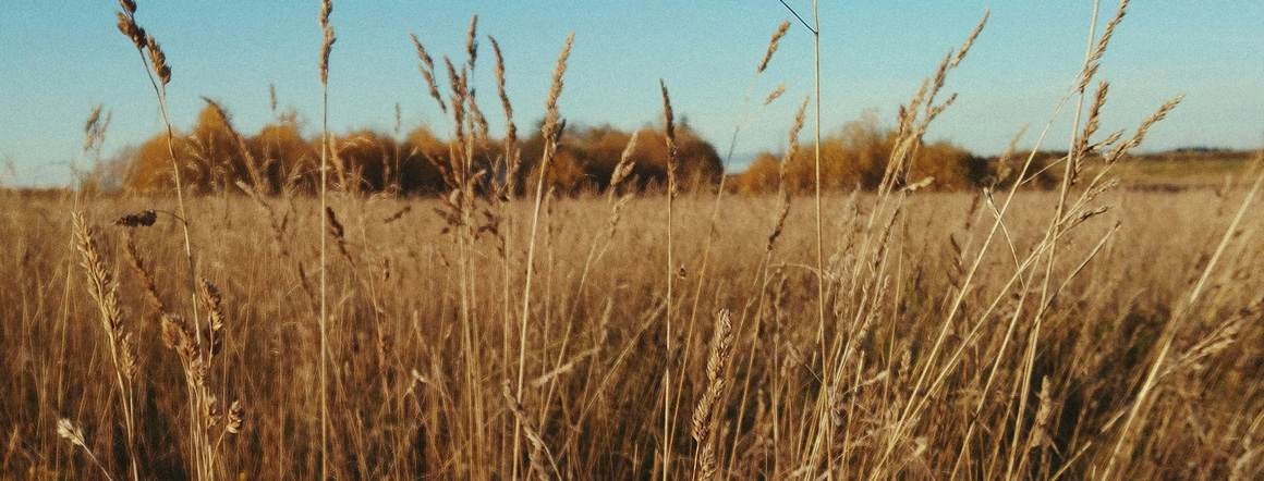 autumn land