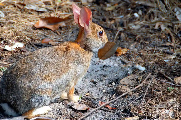 Conejo del monte: Conoce todo sobre este animal