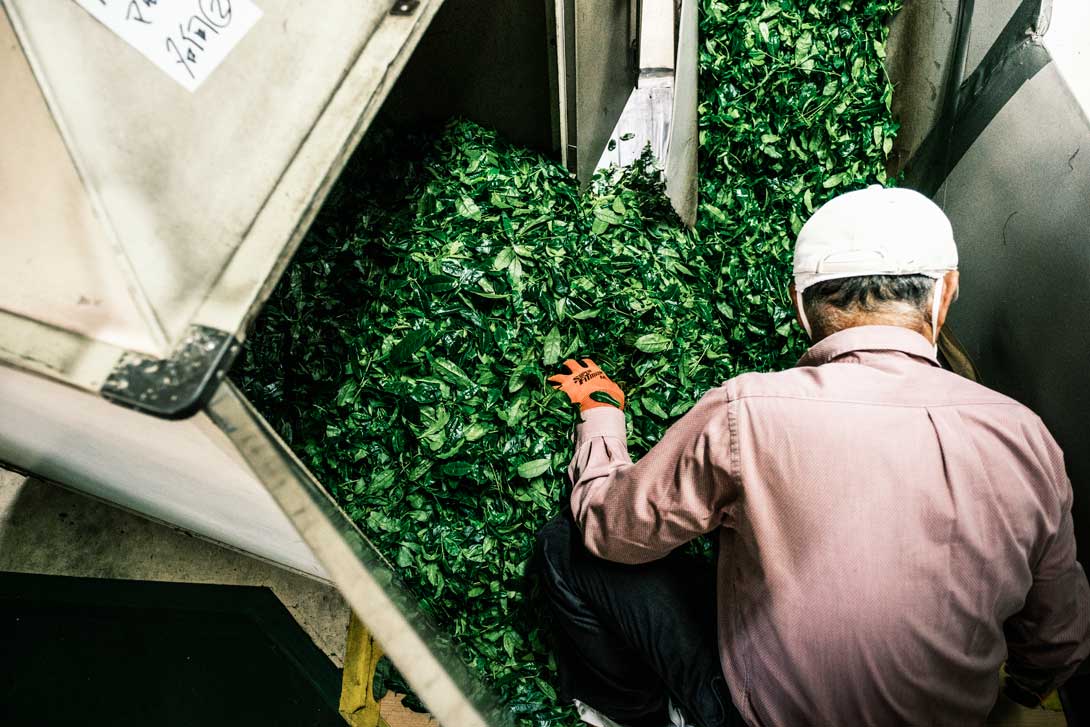 On the tea farm in Uji, Kyoto, Japan