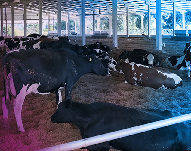 Group of black and white cows resting and standing inside a covered barn with sandy floor.