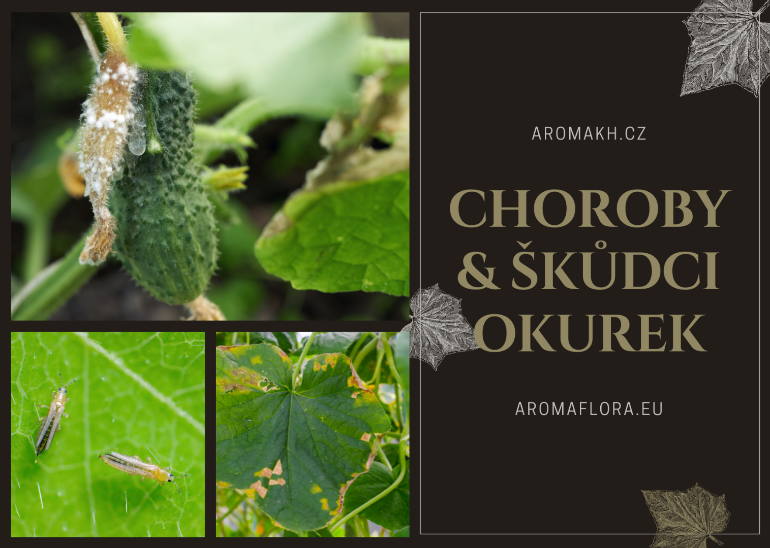 Choroby & škůdci okurek
