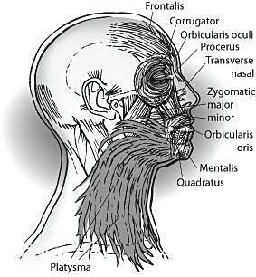 Anatomical diagram of the facial muscles and SMAS layer