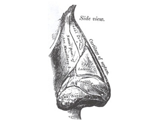 Line illustration of the nose in profile showing rhinoplasty anatomy