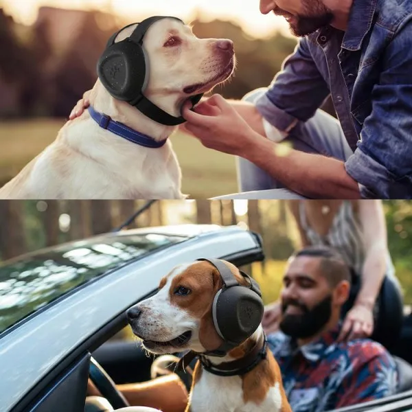 Calm dog wearing ear defenders during a thunderstorm