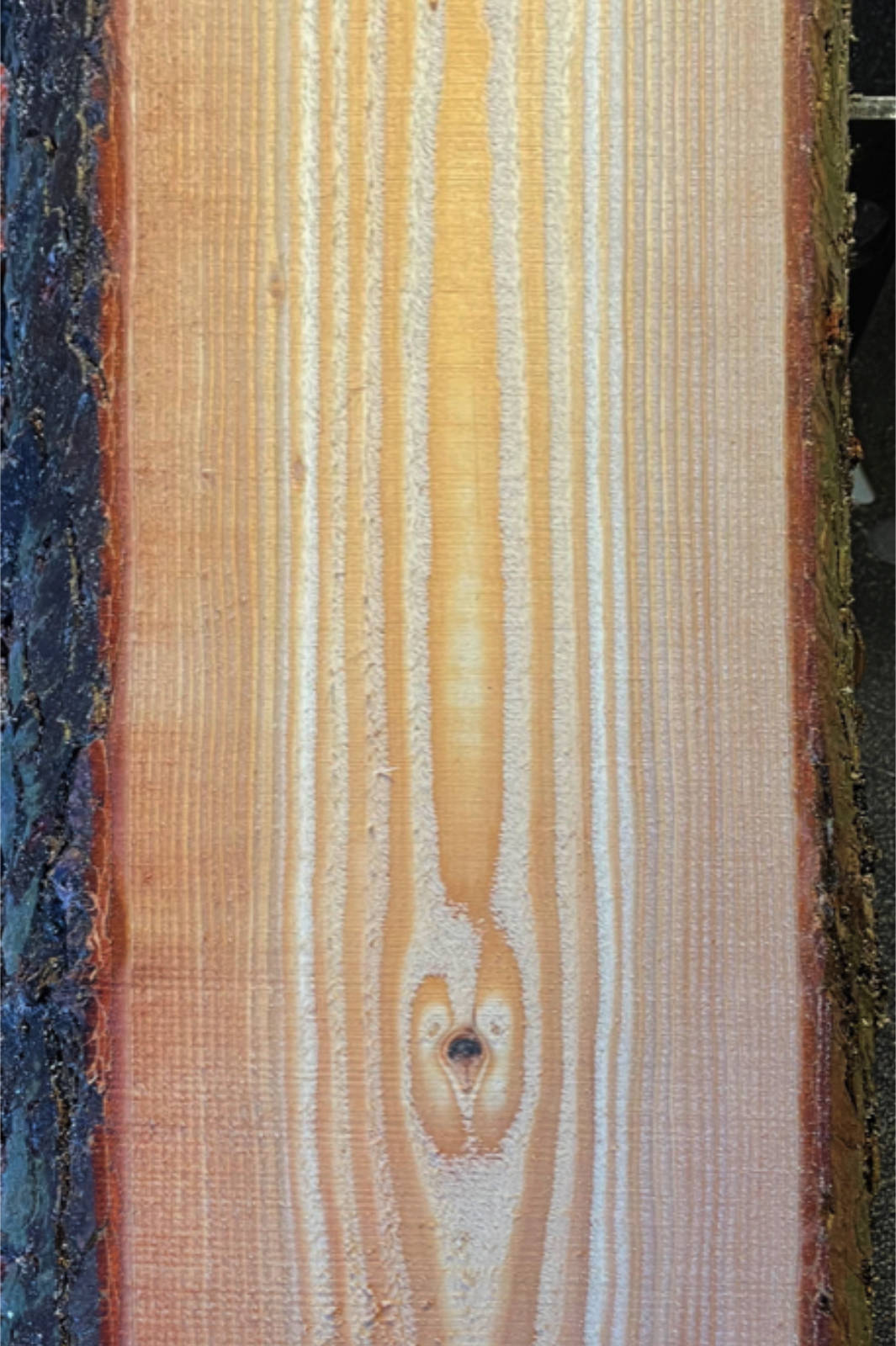 Close-up of a freshly cut wooden plank showing distinct growth rings and bark edges.