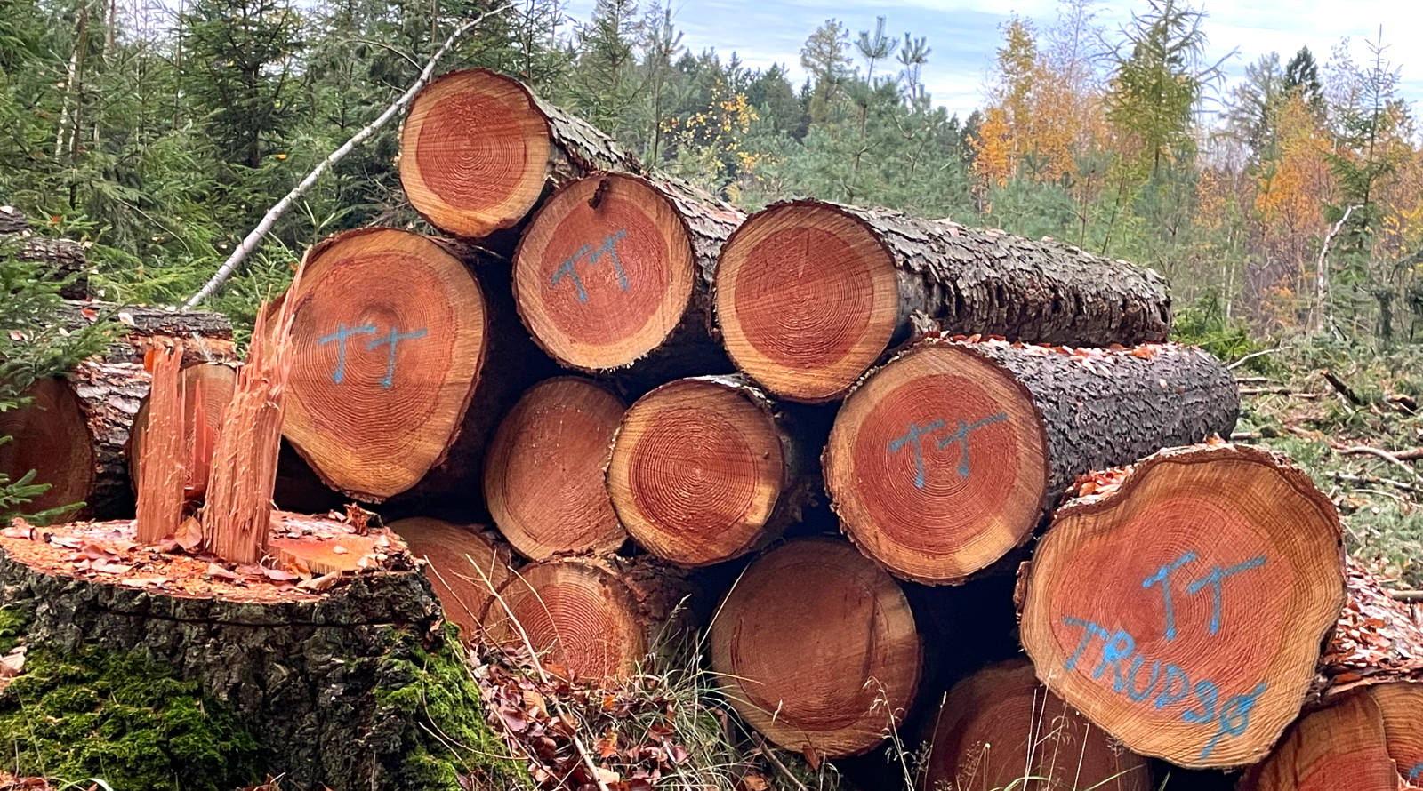 Stack of freshly cut tree logs with blue spray-painted markings in a forest clearing during autumn.