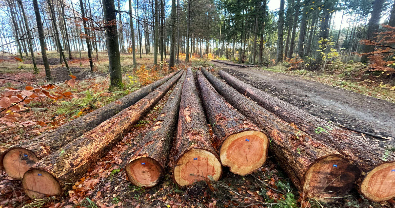 Freshly cut logs stacked on forest ground next to a dirt path surrounded by autumn trees.