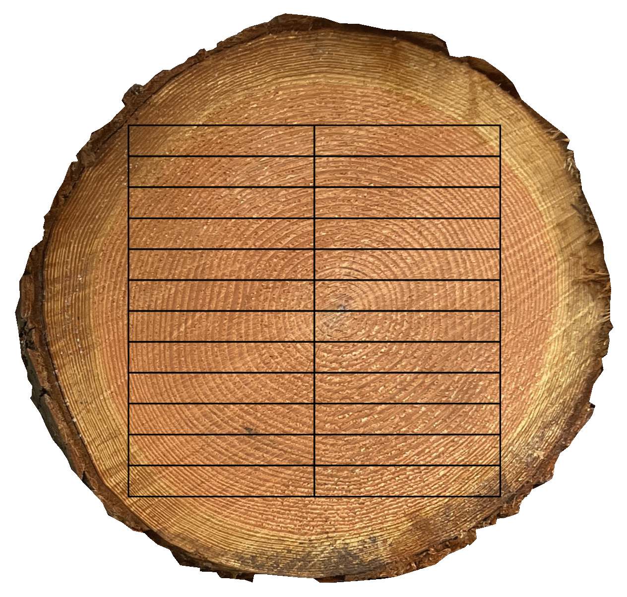 Cross section of a Douglas fir tree trunk with visible growth rings and a transparent table overlay showing dimensions for cutting sizes.